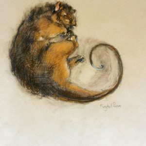 Ringtail Possum (Old Bar)