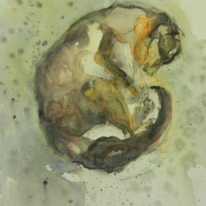 Curling Brushtail Possum