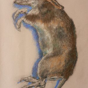 Bandicoot
