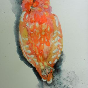 Boobook Owl (Opera Pink)
