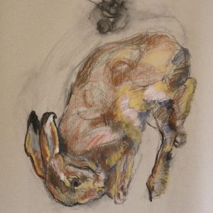 Leveret