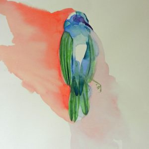 Singing Honeyeater Blue Incarnation