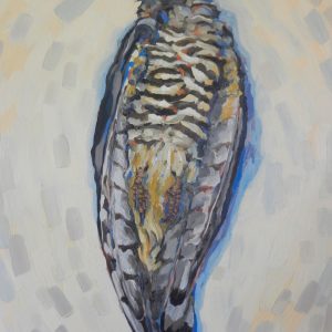 Goshawk