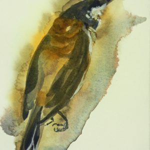 Echoing Eastern Spinebill Honeyeater