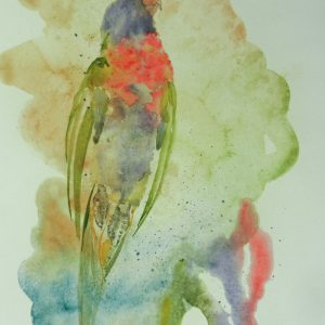 Evaporating Rainbow Lorikeet