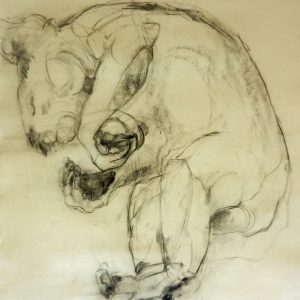 Sketch for Tinonee Koala