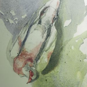 Fallen Racing Pigeon (Miele)