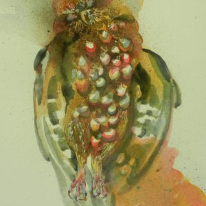 Yielding Boobook Owl