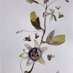 Passionflower Visitors