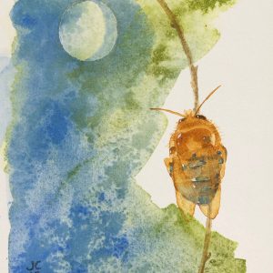 Slumbering Blue-banded Bee